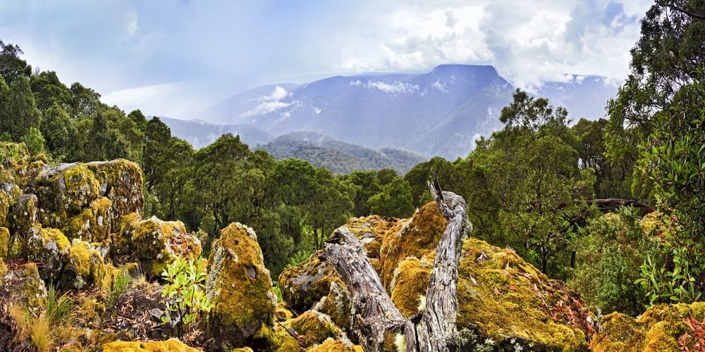 A picturesque view of Barrington Tops National Park, showcasing a mountain richly adorned with moss and lush trees.