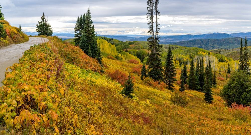Buffalo Pass Campgrounds, nestled in the mountains, features a picturesque road with towering trees in the background.