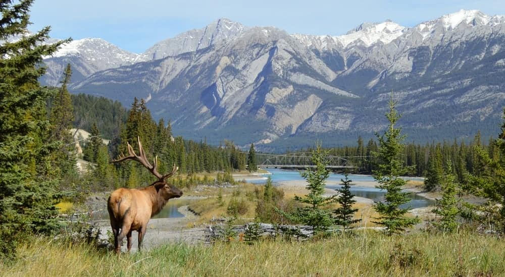 An elk standing in a field with mountains in the background.