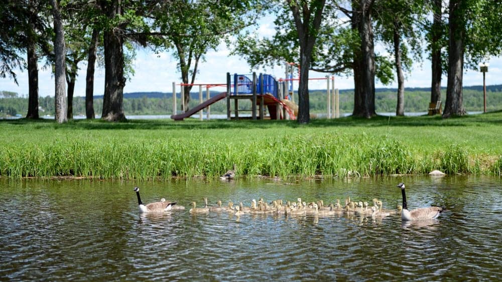 Canadian geese swimming in a pond near a playground in Saskatchewan Parks.