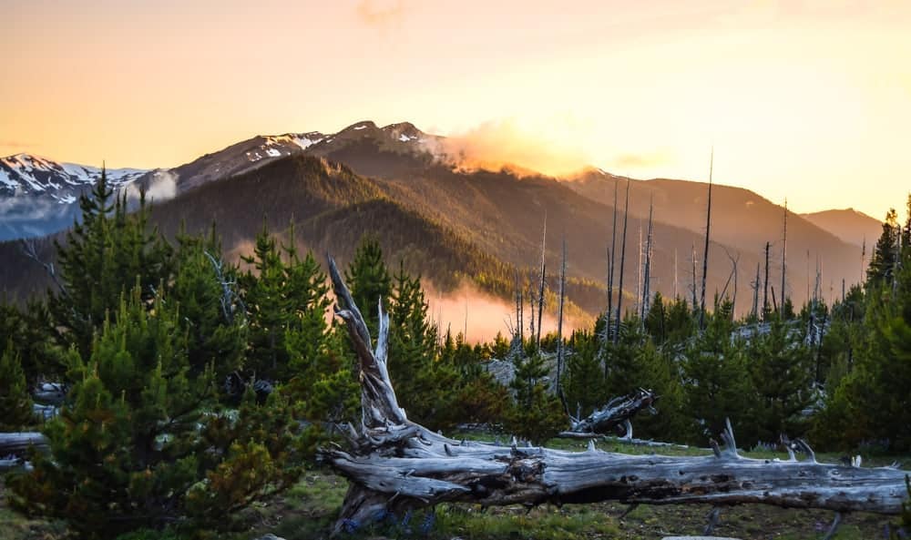 November sunrise over a pine forest with mountains in the background at Washington State Parks. Free admissions.