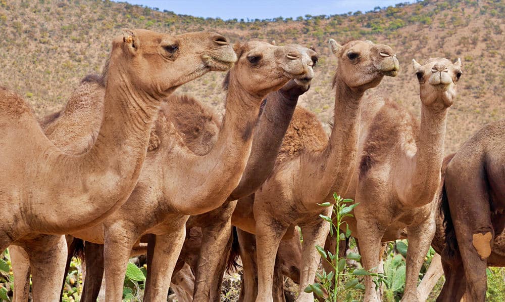 A group of camels standing next to each other at the Camel Corps Commemoration event at El Morro National Monument on Sept. 10-11.
