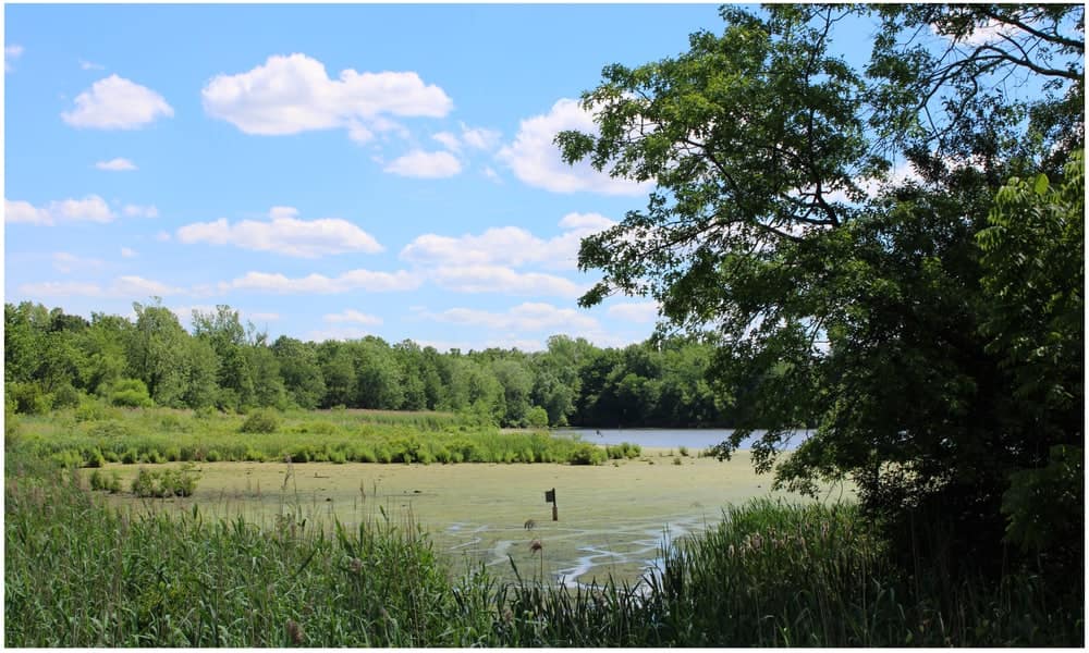 A serene lake nestled amidst a lush tapestry of towering trees and vibrant reeds, creating an idyllic setting for the Fall Tour 2022 organized by NJCOA. We invite sponsors to