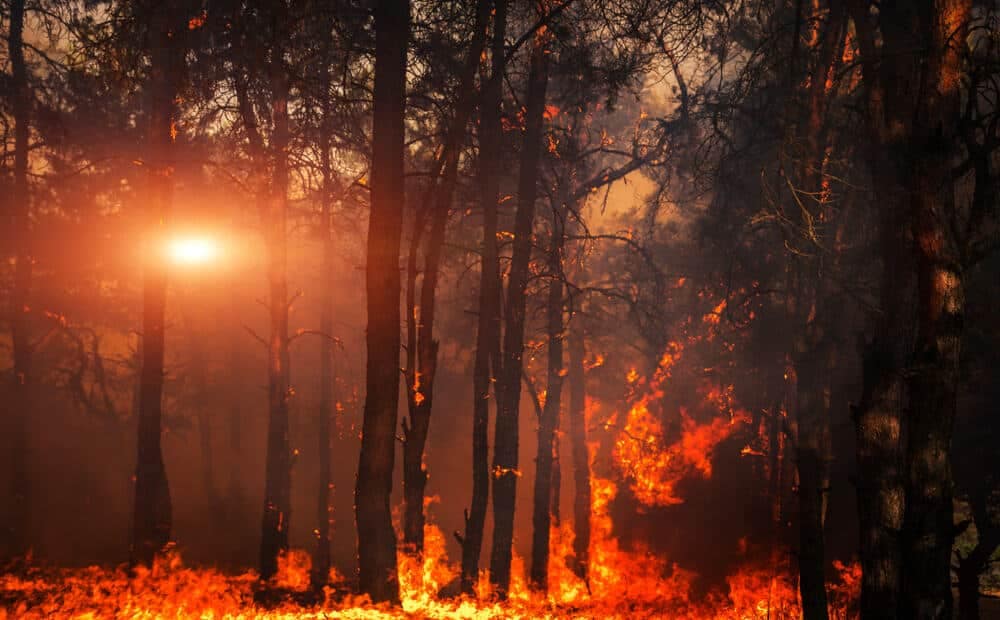A prescribed fire burns through Cuyahoga Valley National Park, with trees in the background.