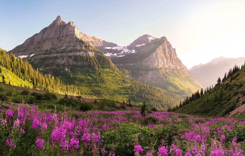 A field of purple flowers with mountains in the background, enhancing the recreational experience for the community.