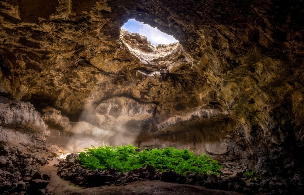 The inside of a cave at Mammoth Cave National Park, with a plant growing out of it along the revitalized trail.