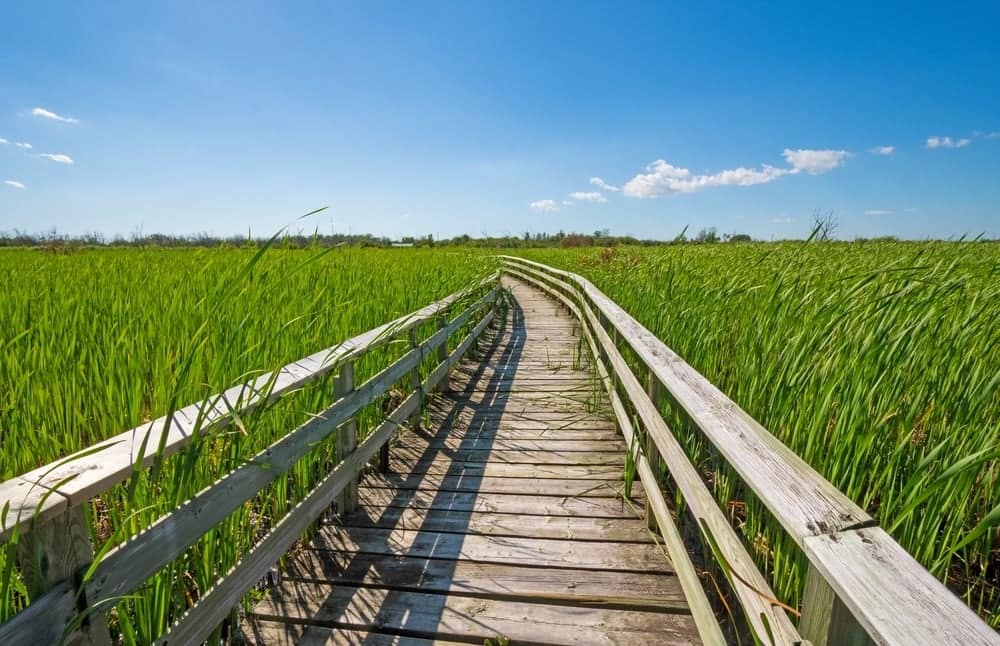 A wooden boardwalk leads through tall grasses in Manitoba, offering free entry to explore the provincial parks.