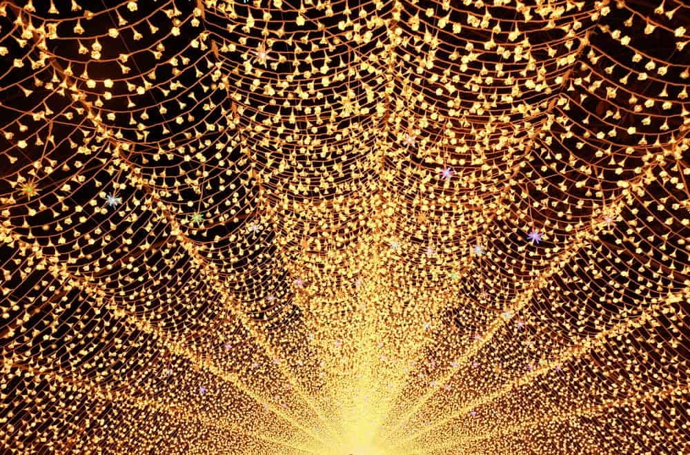 Woodlawn Regional Park is aglow with holiday festivities as a magnificent Christmas tree adorned in golden lights illuminates the surroundings.
