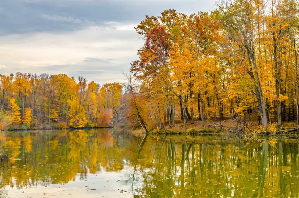 A lake surrounded by yellow trees in the fall, attracting large-scale volunteer events.
