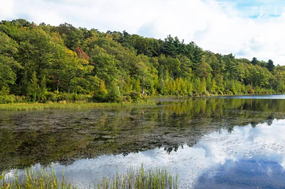 A picturesque lake nestled amidst a lush forest in New Jersey, popular for its campgrounds and ideal during the busiest season.