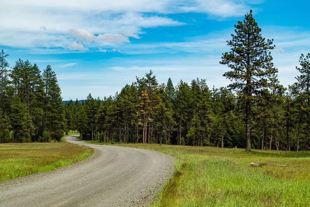 The popular road through Umatilla National Forest reopens, leading visitors along a scenic dirt path surrounded by majestic pine trees in a serene and expansive grassy field.