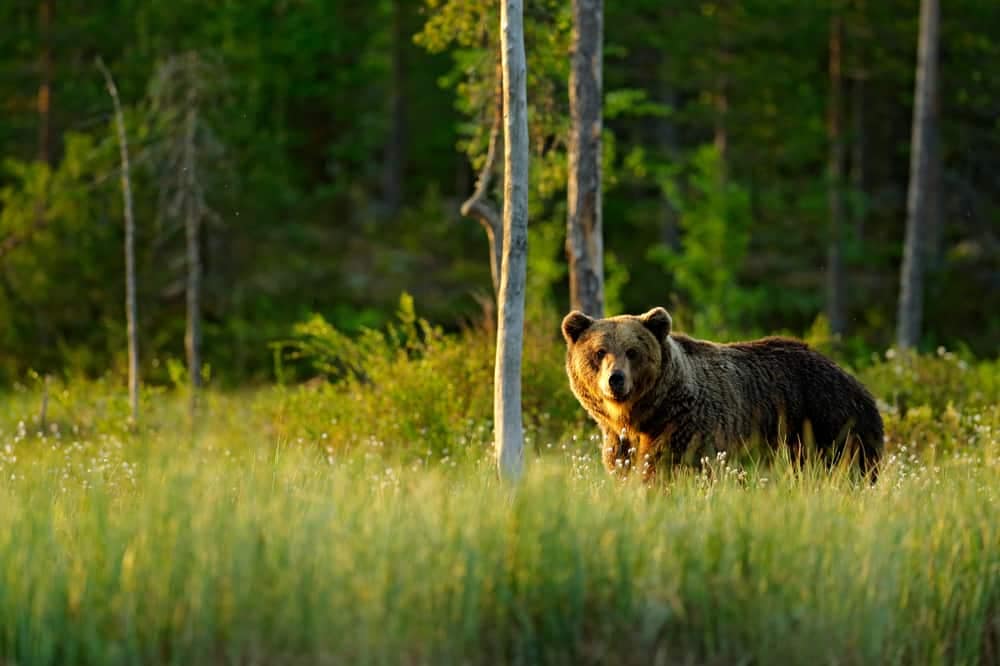 A bear standing in tall grass near Cardens Bluff Campground.