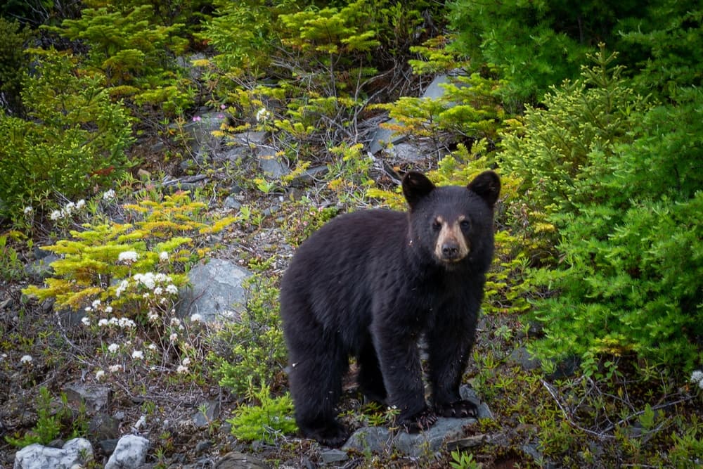 A careless black bear standing on a rock in Glacier National Park.