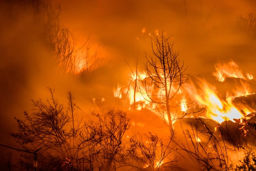 A wildfire is burning in the Oregon forest.