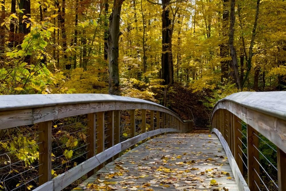 A wooden bridge leading through a proposed 500-acre Michigan Nature Park in the fall.