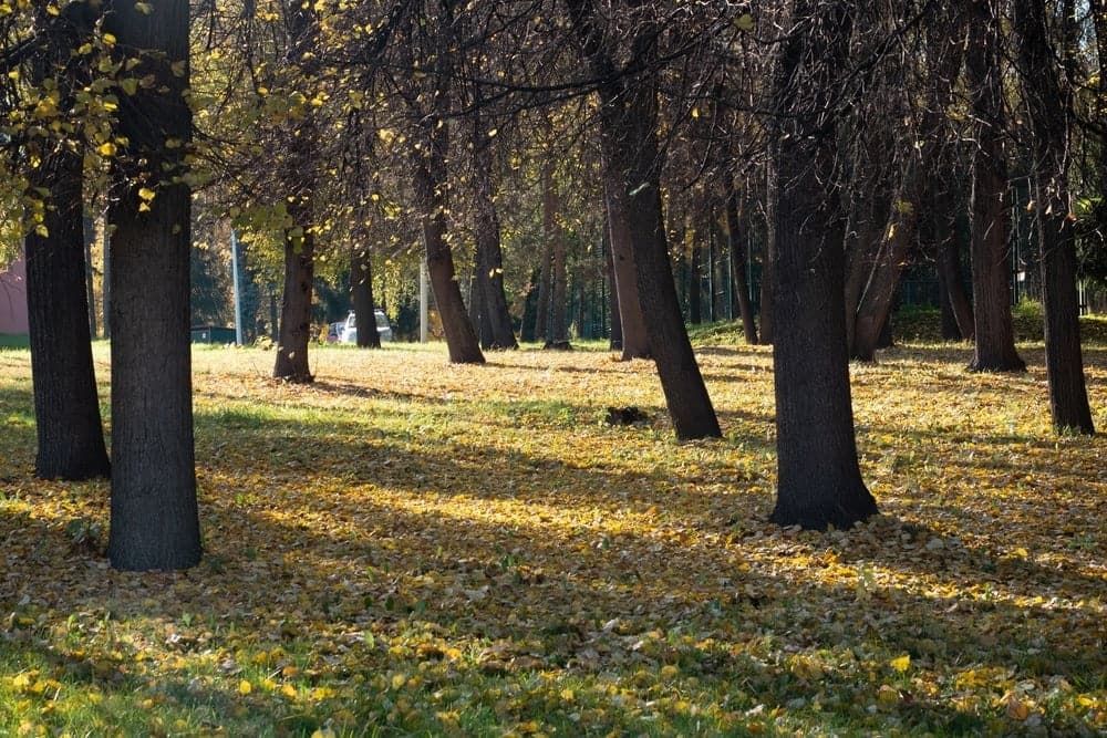 A group of trees in a park with leaves on the ground.