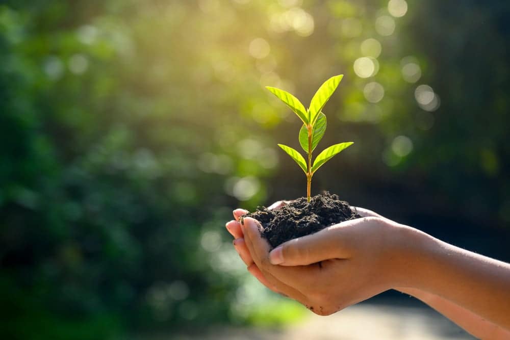 A woman's hand holding a small preserve tree in the dirt.