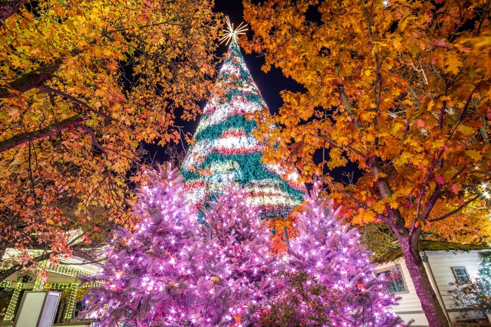 An inaugural Christmas tree is lit up in the middle of a street.