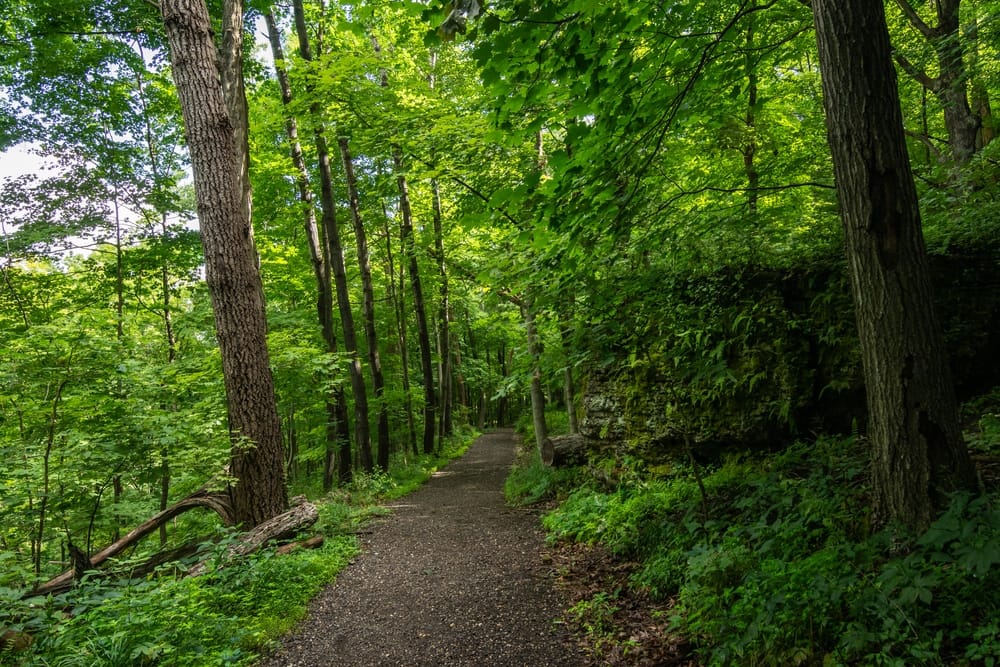 A path surrounded by green trees in a wooded area, perfect for outdoor recreation and conservation enthusiasts.