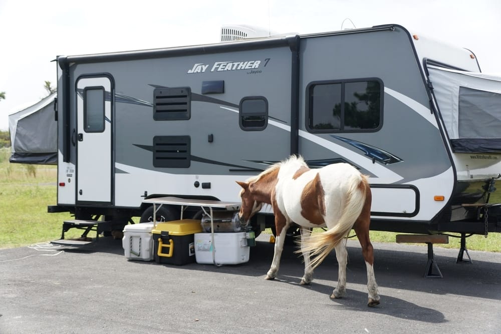 A horse is standing next to an RV at a Premier RV Park.