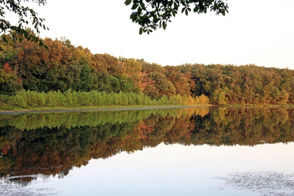 A serene lake surrounded by tall trees and their reflection, offering a peaceful escape amidst lush natural surroundings.