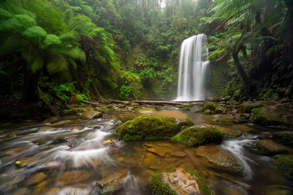 An upgraded waterfall in a lush green forest.