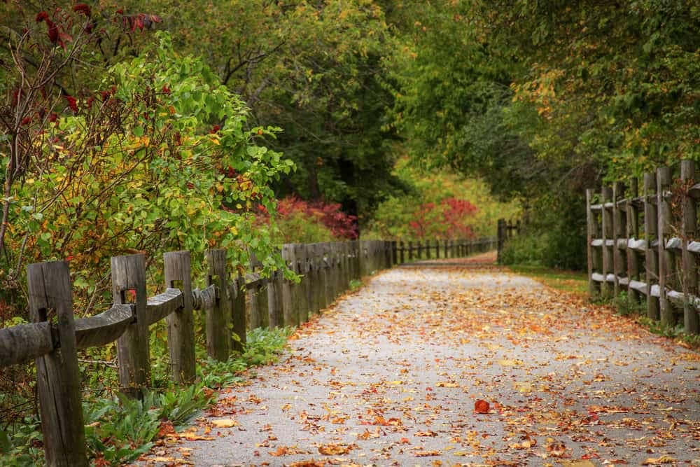 A path through a wooded area near River Island Campground with fallen leaves, offering a serene setting for restoration.