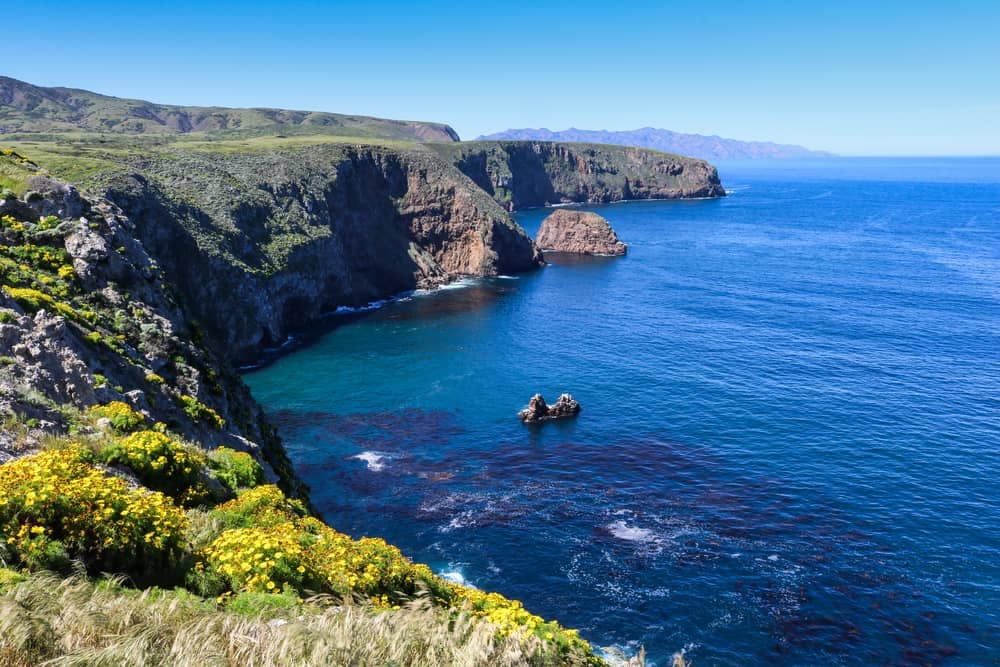 A new campground on Santa Cruz Island with a cliff overlooking the ocean and yellow flowers.