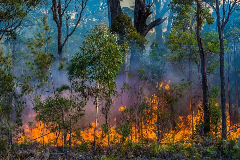 A forest fire is burning in the middle of a forest, potentially triggering fire restrictions in the area.