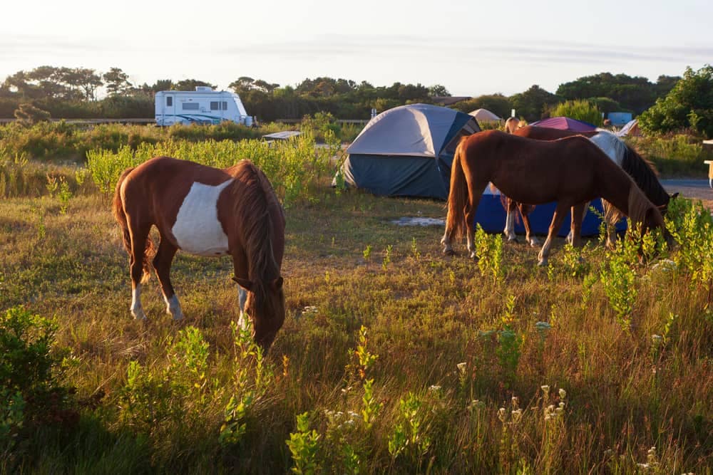A group of equestrian horses grazing in a field at Governor Dodge State Park.
