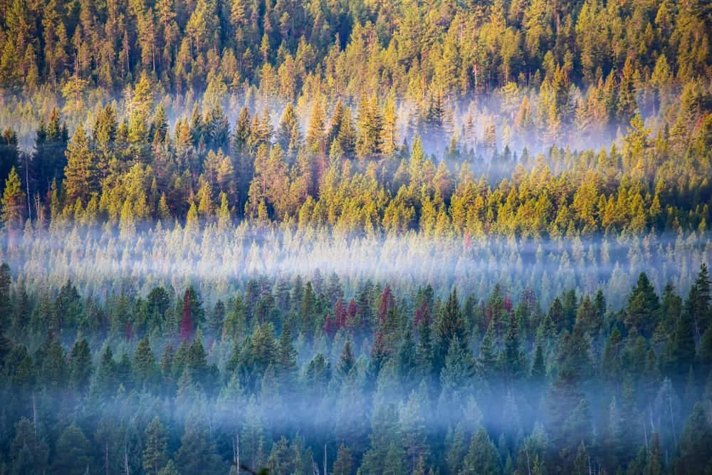 A misty forest with trees in the foreground, heralding the opening of Oregon campgrounds.