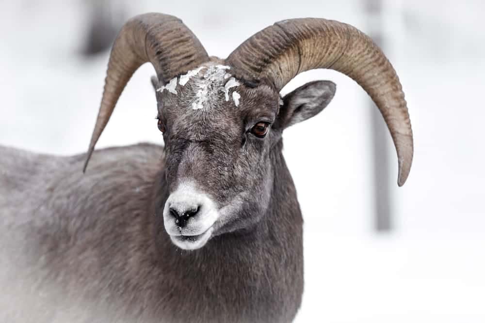 A Bighorn Sheep with long horns is standing in the snow during the Grand Teton Public Comment Period.