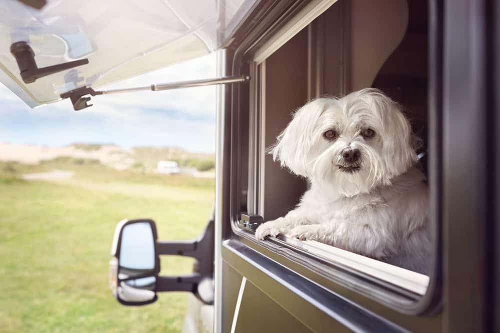 A white dog traveling with its owners in an RV, curiously looking out the window.