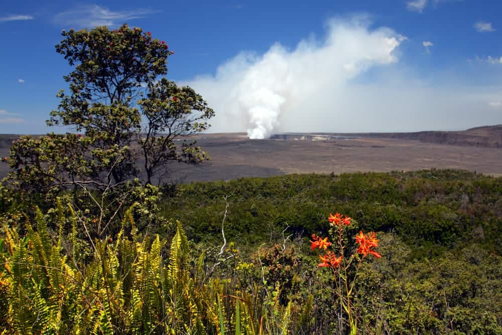 A view of a volcano with a red flower in the foreground at Hawaiʻi Volcanoes National Park.