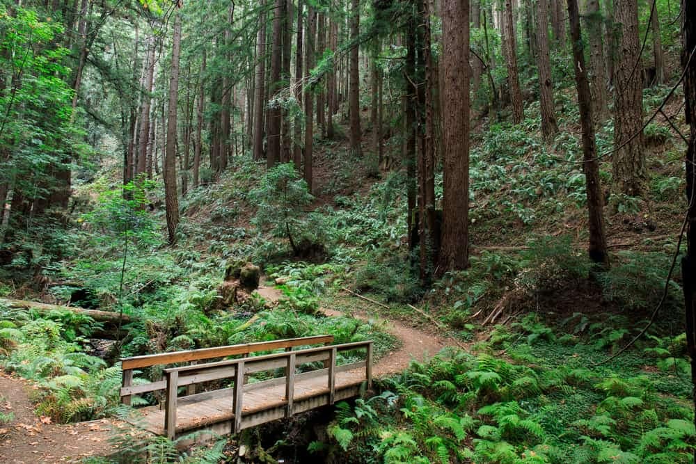 A wooden bridge in the middle of a Open Space Preserve forest.