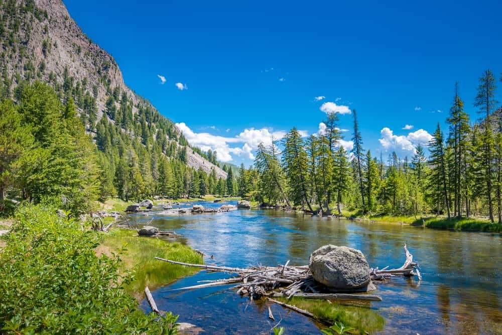 Temporarily, Yellowstone National Park closes a river surrounded by trees and mountains.