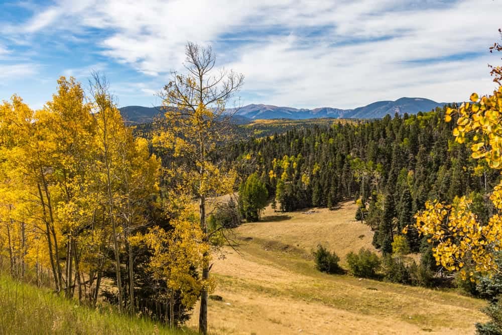 Aspen trees in the fall with mountains in the background at Carson National Forest.