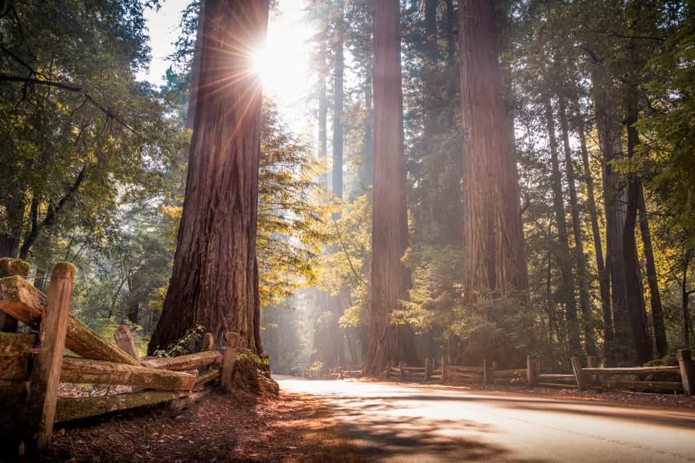 This week, the sun shines through a partially reopened redwood forest in Big Basin Redwoods State Park, California.