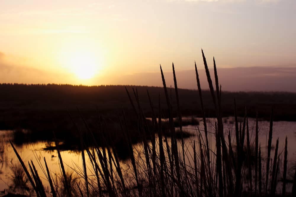Sunrise over reeds in a pond at a state-owned park - sunrise stock videos & royalty-free footage.