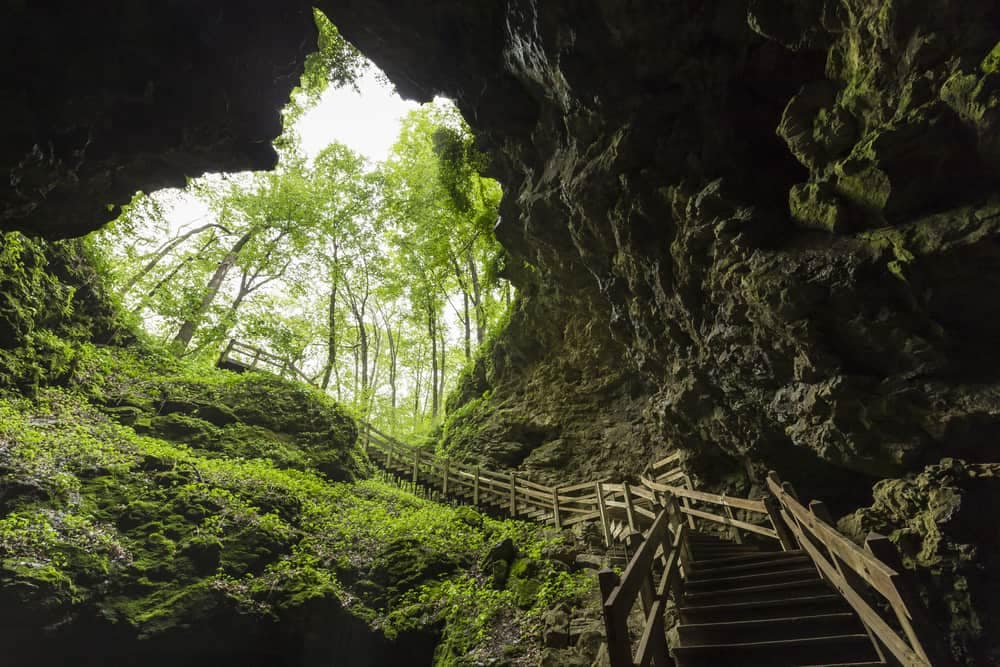 Reopening Today: A staircase leading to Maquoketa Caves State Park in the woods.