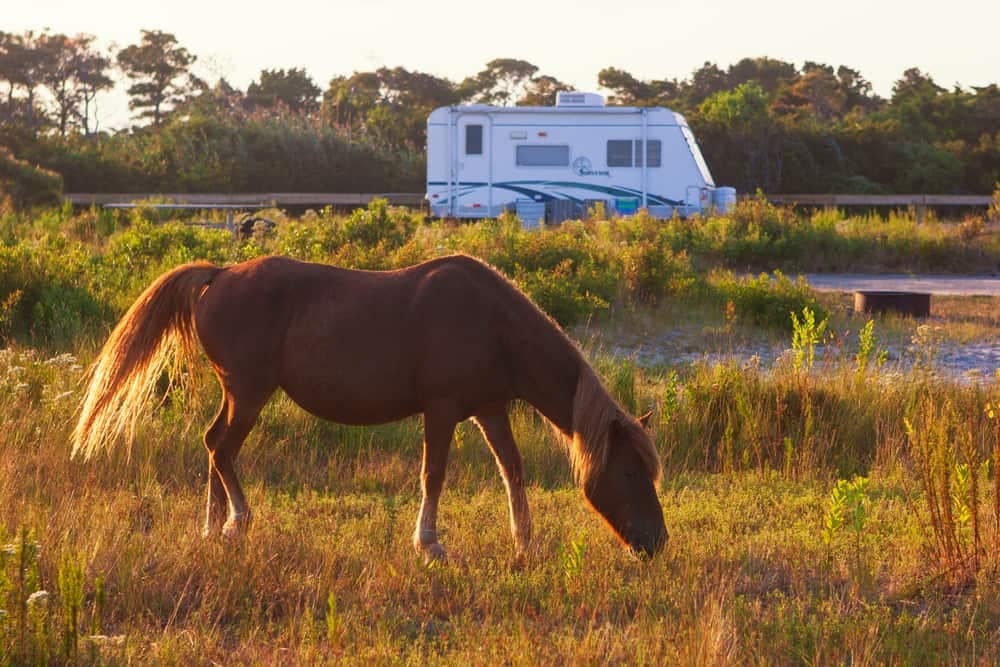 An equestrian is grazing in front of an rv at the Michigan DNR Open House held at an Equestrian Campground.