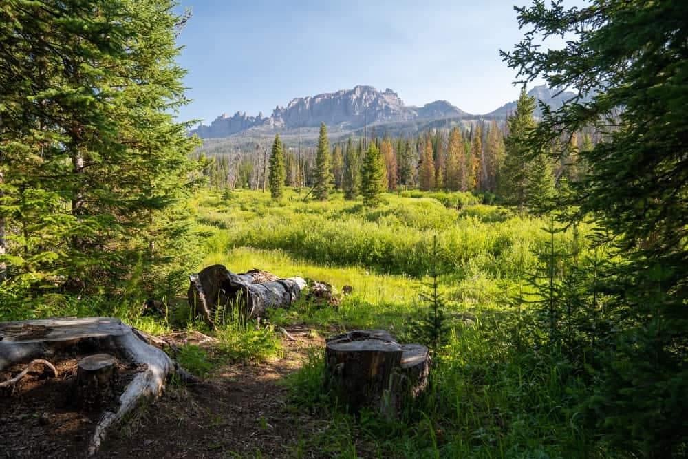 A trail through a grassy meadow with mountains in Yellowstone National Park.