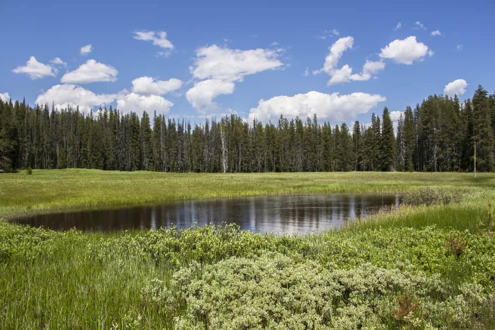 A grassy meadow in Idaho with a revitalized pond, thanks to the Great American Outdoors Act.