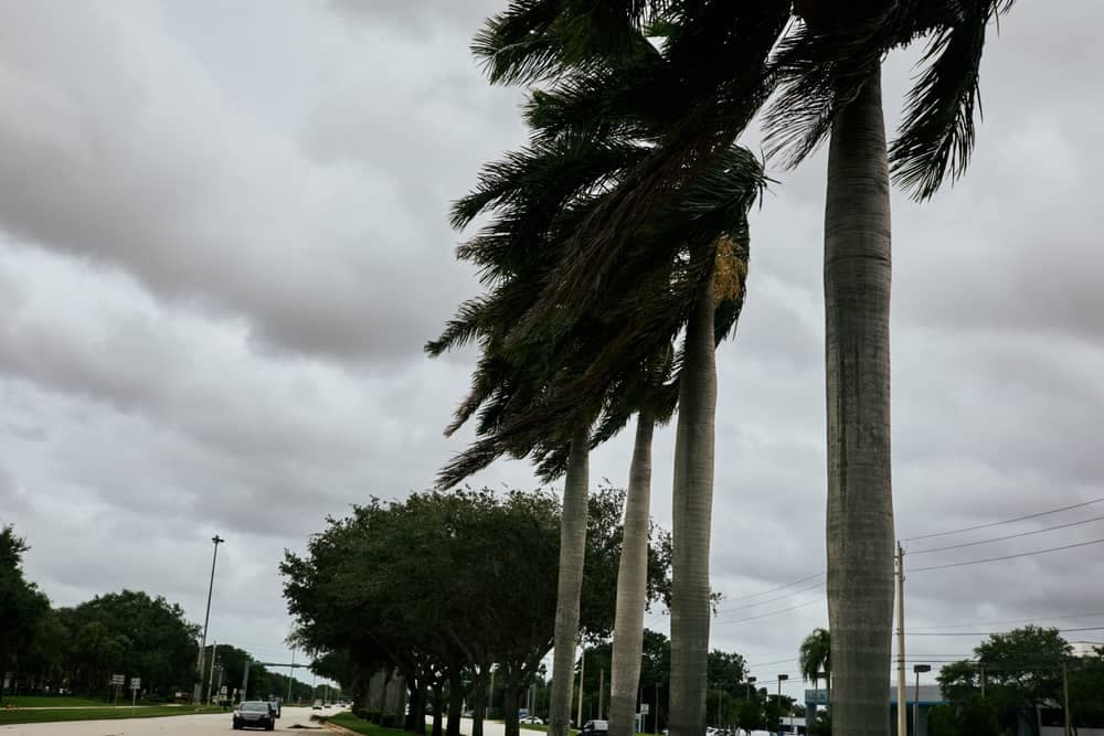 A street with palm trees and a cloudy sky in Florida.