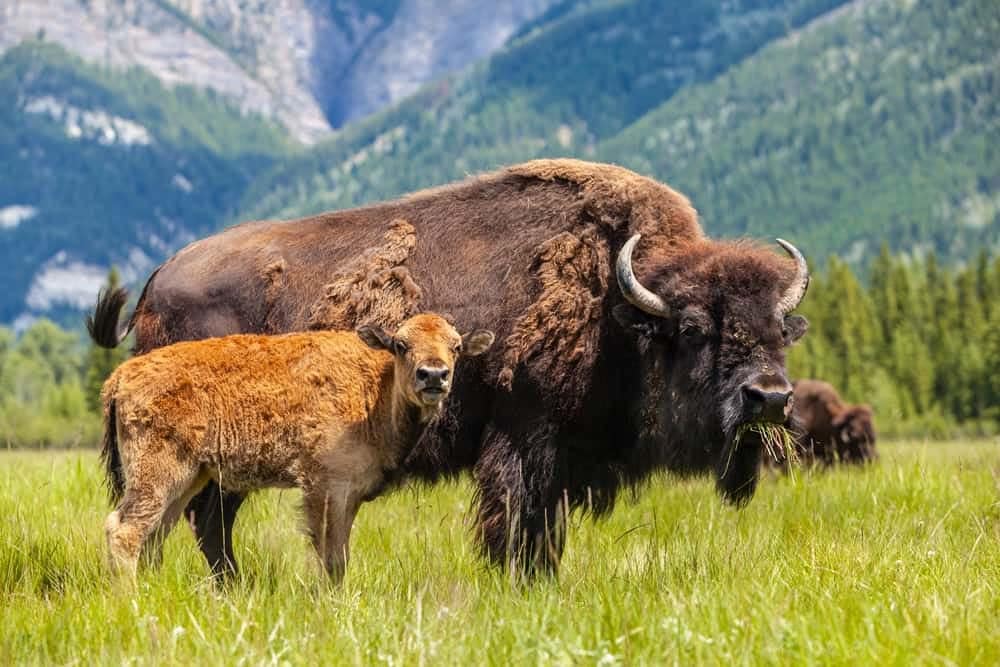 A bison and its calf standing in Prairie State Park.
