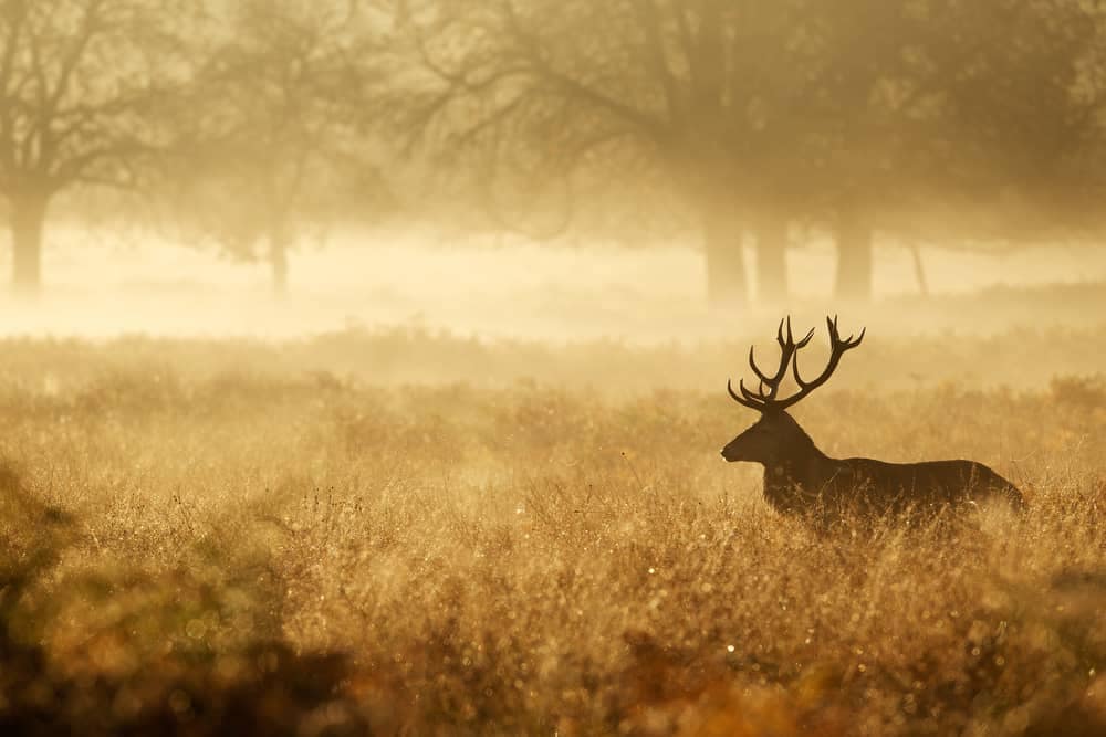 In the morning fog, a deer peacefully stands in a field at one of Minnesota State Parks.