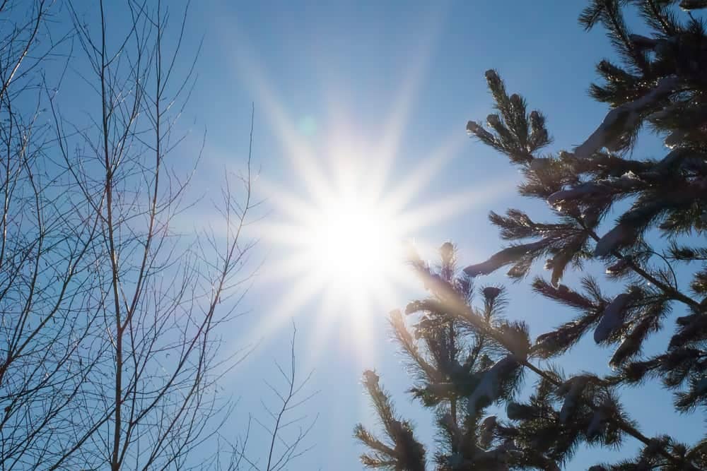 The sun shines through the branches of a pine tree during the Winter Solstice Walks at Bandelier National Monument.