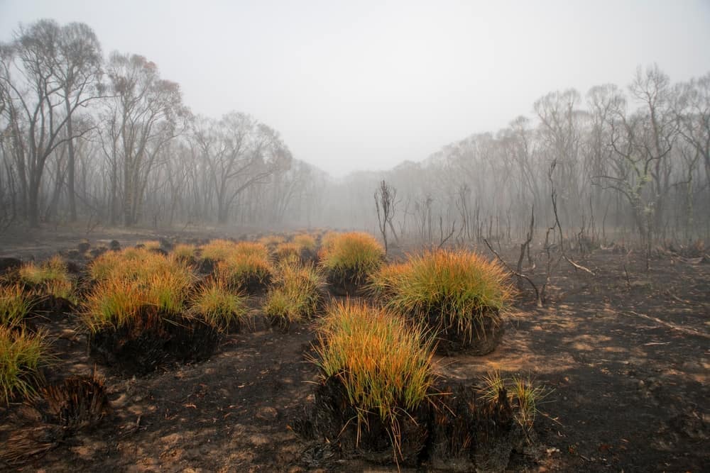 A burnt area with grass and trees in Victoria.