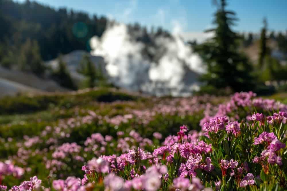 A field of pink flowers in front of a steaming CALOHA.