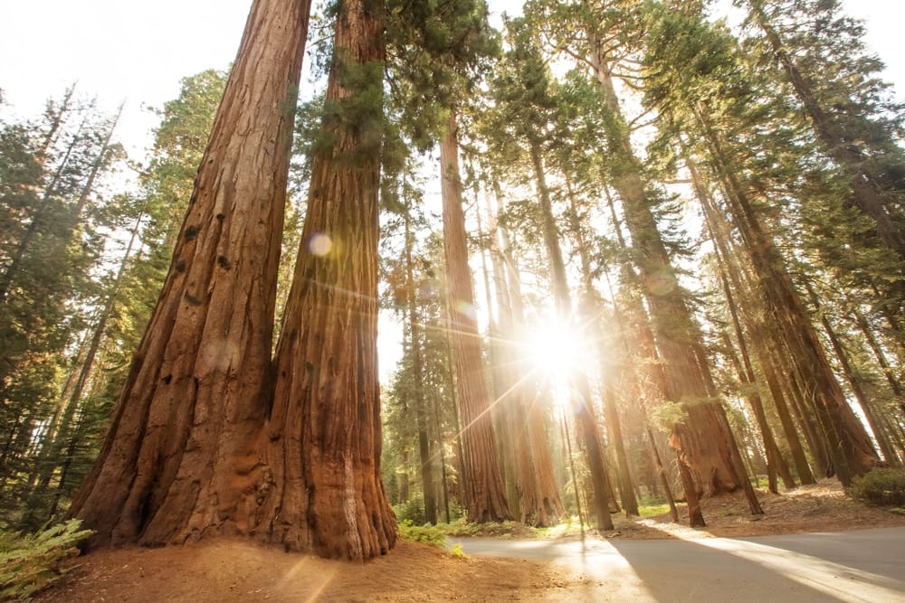 The sun shines through the trees in Sequoia National Park's scenic foothills.